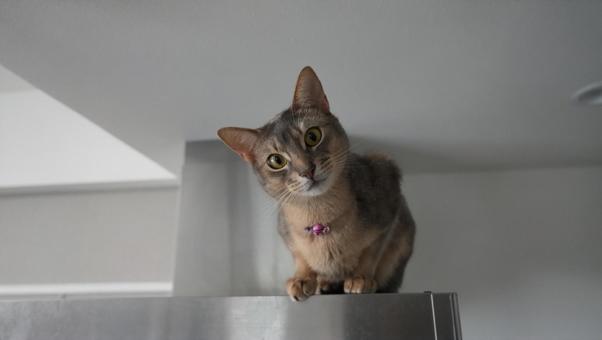 Photo, abyssinian, kitty litter, cat, 