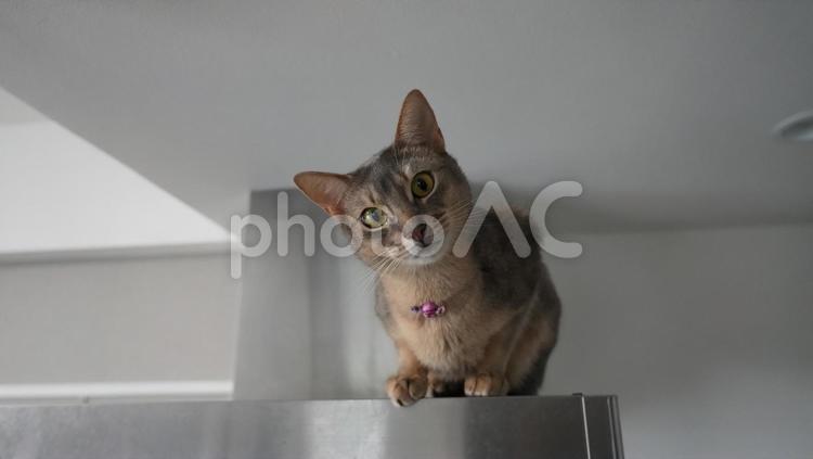 レンジフードの上で首をかしげる猫 アビシニアン,猫子,猫の写真素材