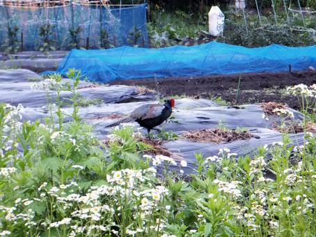 キジ 自然,野鳥,雑草の写真素材