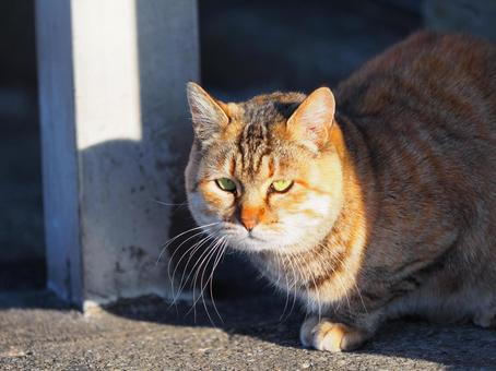 キジトラねこ キジトラ,猫,アップの写真素材