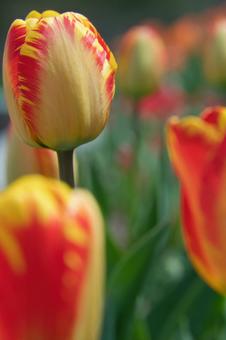 Photo, tulip, natural, vivid, 