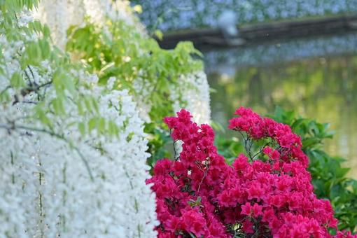 Pink azaleas and white wisteria, JPG