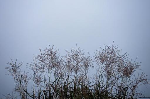 日本画風のススキのシルエット 日本画風のススキのシルエット すすき,日本画,穂の写真素材