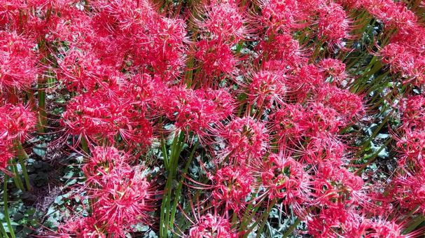 spider lilies, JPG
