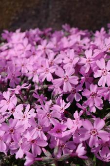 芝桜 芝桜の写真