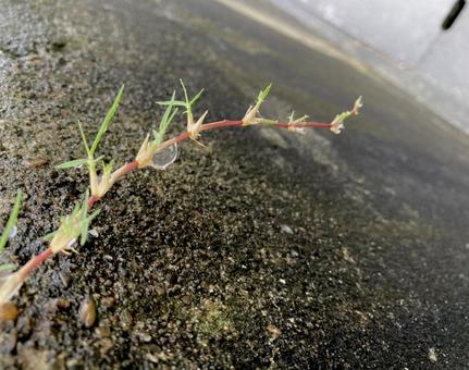 雨後的水滴, 雨後, 水滴, 水, JPG