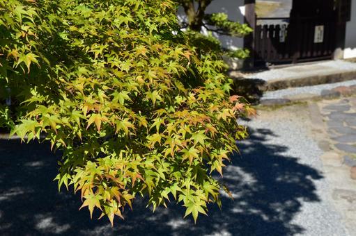 紅葉 紅葉の写真