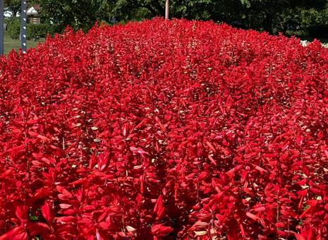 サルビアの写真