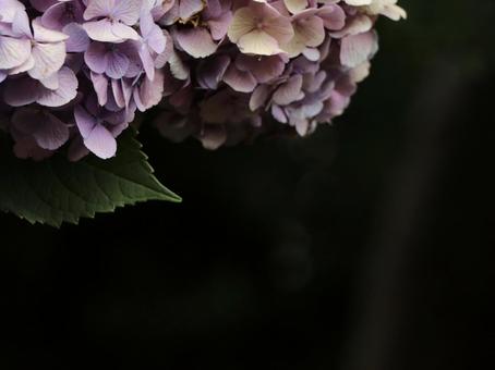 紫陽花 [無加工]版 縦横4:3 ピンク,桃色,薄ピンクの写真素材
