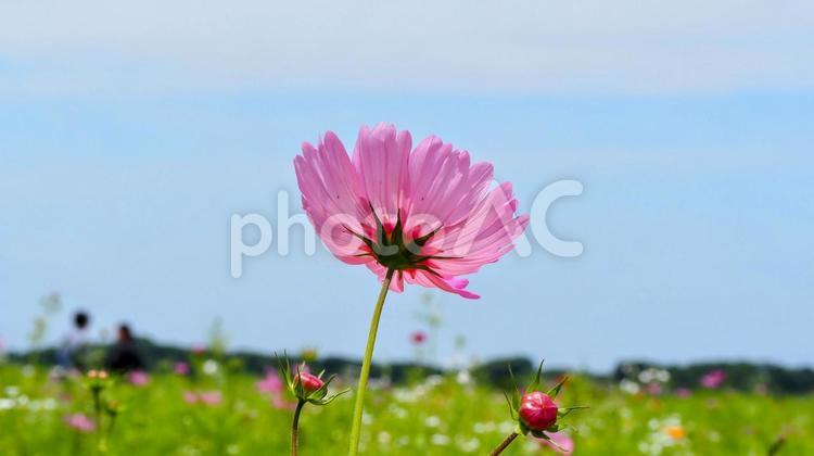 初夏のコスモス・佐倉市の花畑（千葉県） 初夏,花畑,コスモスの写真素材