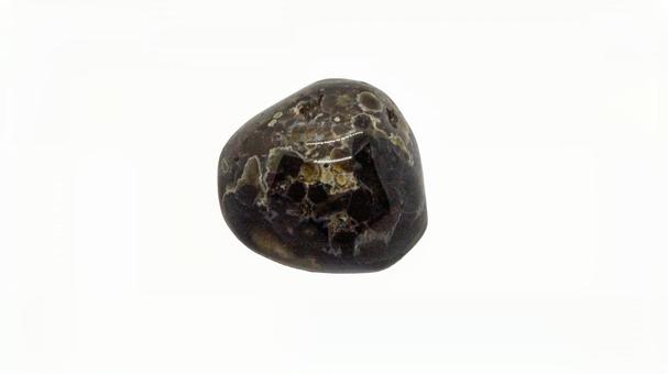 Fossil coral (transparent background), JPG Fossil coral (transparent background), JPG
