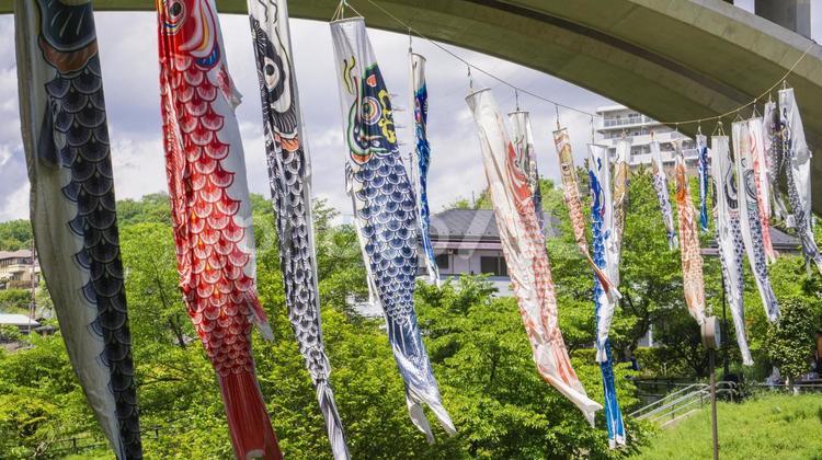 橋の下に泳ぐ鯉のぼりたち 鯉のぼり,5月,子供の日の写真素材