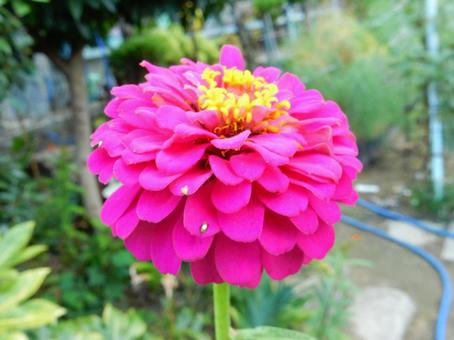 【花の写真】 ヒャクニチソウ（百日草） 百日草,ヒャクニチソウ,キク科の写真素材