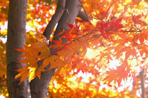 紅葉 紅葉の写真