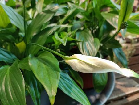 観葉植物 スパティフィラム 観葉植物 スパティフィラムの写真