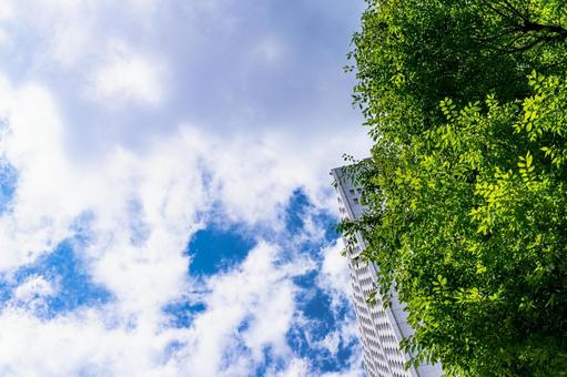 青空と木の緑 ビル,空,都会の写真素材