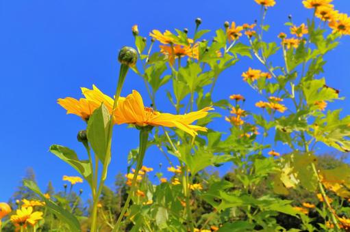 皇帝ひまわり　青空の写真