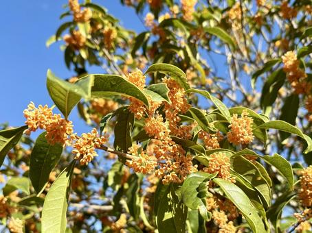 金木犀 金木犀,花,植物の写真素材