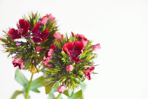 Photo, nagisa, nadesico, flower, 