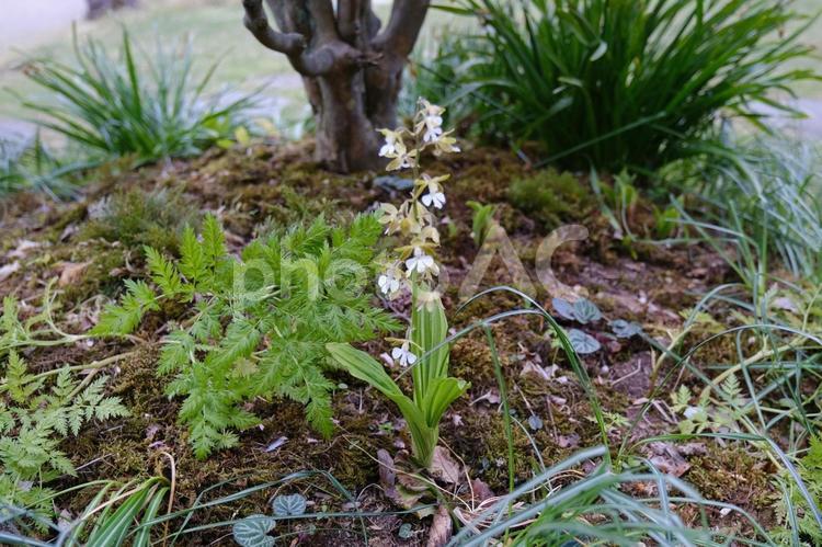 海老根　エビネのきれいな花 海老根,エビネ,えびねの写真素材