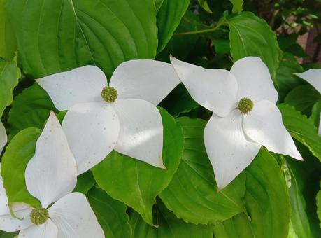 Photo, yamabashi, mountain law flowers, late summer, 