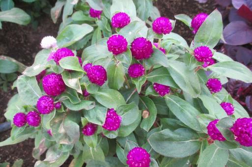 千日紅 千日紅,花,植物の写真素材