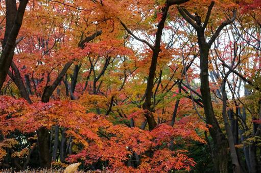 鮮やかに色づいたもみじの樹 鮮やかに色づいたもみじの樹の写真