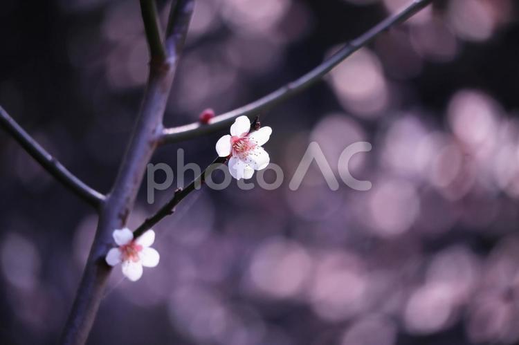 春の日差しに咲く美しい梅の花 花,梅,春の写真素材