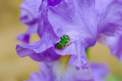 ジャーマンアイリス2ー8 ジャーマンアイリス,屋外,風景の写真素材