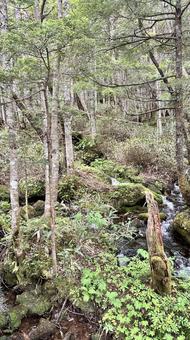 長野県の自然 長野県の自然 上高地,森林,自然の写真素材