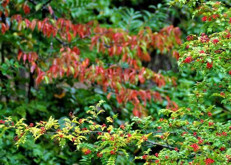 山椒の赤い実と山桜の紅葉のボケた背景の写真
