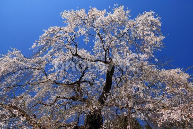 弾正糸桜（しだれ桜） 弾正糸桜,彈正糸桜,だんじょういとざくらの写真素材