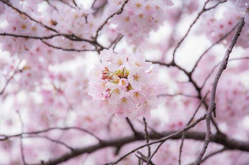 満開の桜 満開の桜の写真