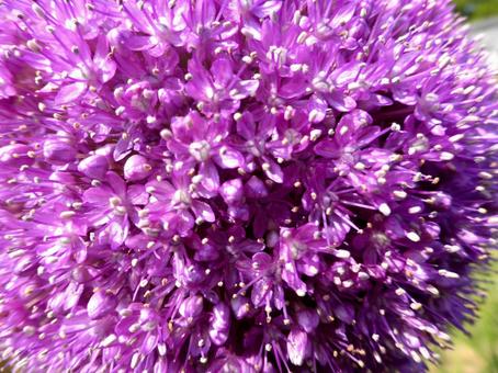 花壇に咲くアリウム・ギガンチウム拡大 アリウム,ギガンチウム,花の写真素材