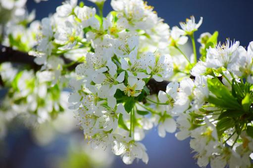 プラムの花 プラムの花の写真
