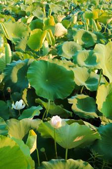 ハスの花６ ハス,ピンク,仏教の写真素材