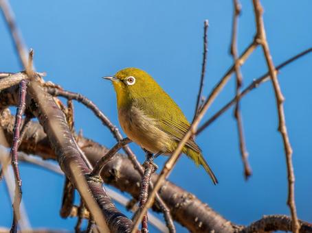 枝にとまるメジロ 枝にとまるメジロ メジロ,野鳥,鳥の写真素材