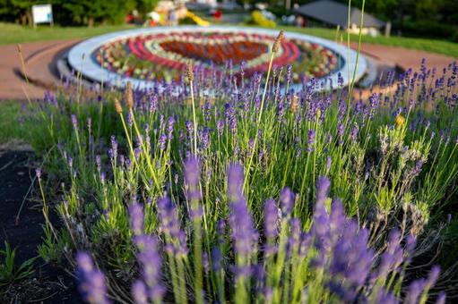 ハートの形の花壇とラベンダー ハートの形の花壇とラベンダーの写真