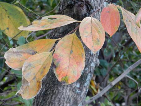 【風景写真】晩秋の風景 紅葉,葉っぱ,晩秋の写真素材
