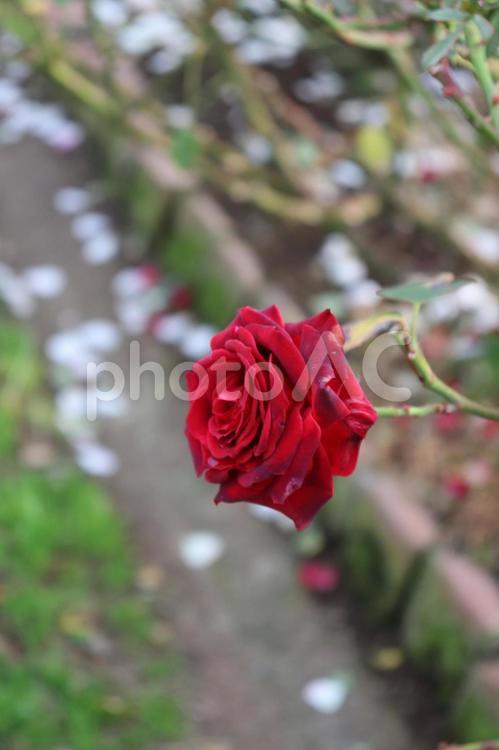 フランス生まれの薔薇、ニコロ・パガニーニ 植物,ニコロ,パガニーニの写真素材