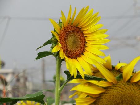 Sunflower field, yellow flowers, sunflower, sunflower, JPG