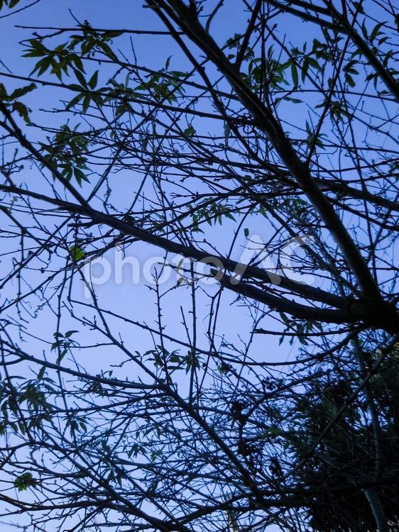 菫色の空と木の影3 木,木の葉,枯葉の写真素材