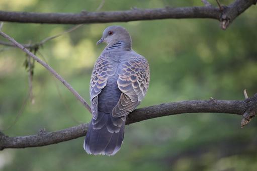 木の枝にとまるキジバト キジバト,ハト,野鳥の写真素材