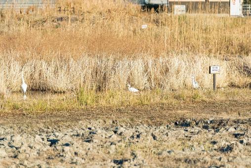 れんこん畑に集まる水鳥たち チュウサギ,アオサギ,コサギの写真素材