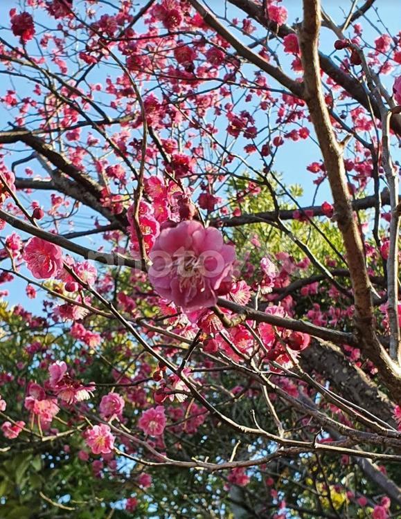 晴れの日のピンクの梅の花 梅の花,晴れ,ピンクの写真素材