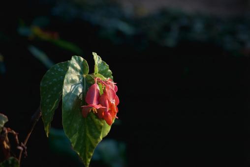 ＜素材＞夏の早朝に咲いたベゴニアの花 ベゴニア,風景,花の写真素材