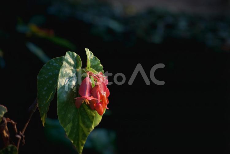＜素材＞夏の早朝に咲いたベゴニアの花 ベゴニア,風景,花の写真素材