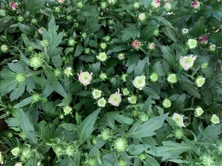 菊 花 菊 花の写真