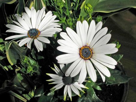 アフリカン・デージーの写真