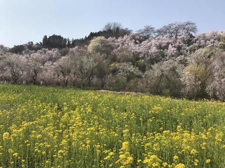 桜と菜の花 風景,自然,春の写真素材